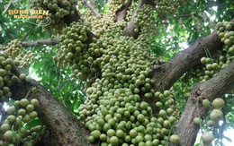 Việt Nam có loài "quả dại" mọc kín thân cây, cư dân mạng TQ rủ nhau phải ăn 1 lần cho biết