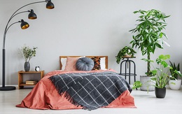 9 loại cây cảnh thích hợp nhất trong phòng ngủ vì khả năng cải thiện chất lượng giấc ngủ ấn tượng