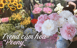 Thú chơi cắm hoa peony trong nhà được nhiều chị em theo đuổi, mặc kệ giá lên đến vài trăm nghìn đồng/bông, nghe lí do ai cũng bất ngờ