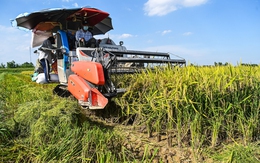 Gạo có thể tăng giá mạnh, quốc gia xuất khẩu hàng đầu như Việt Nam tận dụng thời cơ để phát triển thị trường xuất khẩu