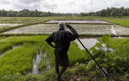 Sri Lanka và cuộc khủng hoảng tồi tệ chưa từng có: Nông dân ngừng cấy lúa, người lao động được nghỉ ở nhà để 'tự cung tự cấp' lương thực