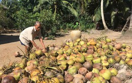 Giá dừa khô ở Trà Vinh tiếp tục giảm mạnh