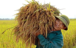 Trung ương yêu cầu mỗi năm sản xuất ít nhất 35 triệu tấn lúa để bảo đảm an ninh lương thực