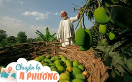Cây xoài 'thần kì' cho 300 giống quả khác nhau từ màu sắc đến hình dáng của cụ ông 80 tuổi ở Ấn Độ