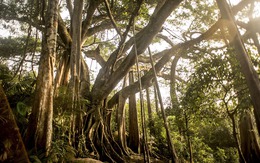 Chuyện về cây đa di sản nghìn năm tuổi ở Đà Nẵng - "Ngọn hải đăng linh thiêng" ngự giữa bán đảo Sơn Trà