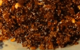 Loại muối lạ làm từ con kiến ở Gia Lai, giá có thể lên đến 1 triệu đồng/kg, tìm mua siêu khó