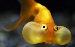 Cá vàng, loài cá đáng thương nhất trên hành tinh của chúng ta