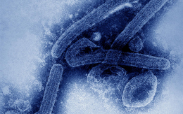 Một loại virus chết người mới giống Ebola vừa bùng phát: Không có phương pháp điều trị cũng không có vắc-xin