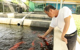 Đánh liều nuôi cá Koi Nhật Bản, cựu binh kiếm hàng trăm triệu mỗi năm