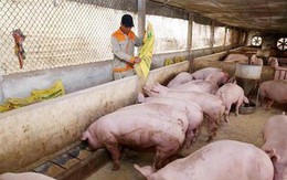 Giá lợn hơi tăng mạnh, cán mốc 75.000 đồng/kg