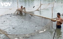 Giá cá thát lát tăng mạnh do nguồn cung khan hiếm