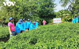 Trồng cây ớt luân canh dưới chân ruộng giúp nông dân Tiền Giang làm giàu