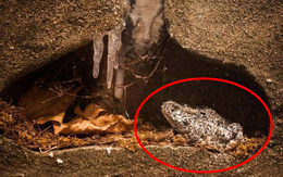 Tìm thấy ếch 2 triệu tuổi vẫn sống trong mỏ dầu: 'Chìa khóa' trường sinh của loài người?