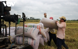 Giá lúa thế giới tăng, nông dân ĐBSCL vẫn chưa vui