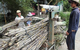 Niềm vui "mía chục" và nỗi lo mía nguyên liệu của doanh nghiệp