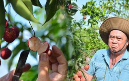 Cận cảnh vườn vải thiều không hạt ở Bắc Giang: Thơm ngọt, không bị sâu đầu, 100.000 đồng/kg vẫn không có để bán