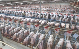 Thịt lợn - 'kẻ phá bĩnh' mục tiêu lạm phát thấp của Trung Quốc