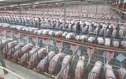 Thịt lợn - 'kẻ phá bĩnh' mục tiêu lạm phát thấp của Trung Quốc