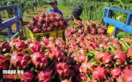 Sức hút của thanh long: Thế giới xem là "siêu trái cây", Việt Nam là nhà xuất khẩu số 1