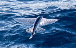Cá chuồn bay - Đặc sản khiến dân vùng biển đi nhớ về thương, đượm nét mặn mòi của biển cả