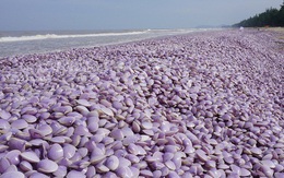 Nguyên nhân ban đầu khiến hàng tấn ngao chết trôi dạt vào bờ biển Thanh Hóa