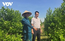 Nông dân Quảng Nam làm giàu từ trồng hoa và quất cảnh