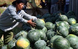 Sắp ký nghị định thư xuất khẩu chính ngạch nhiều loại trái cây sang Trung Quốc