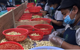 Việt Nam nhập hơn 600.000 tấn hạt điều từ Campuchia