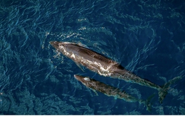 Choáng ngợp cảnh mẹ con cá voi săn mồi ở vùng biển Đề Gi