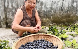 Người dân miền núi Hà Tĩnh kiếm bội tiền nhờ 'cây có quả đen nhánh'