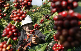 Dự trữ ở Việt Nam xuống thấp kỷ lục, đe doạ tăng mạnh giá cà phê toàn cầu