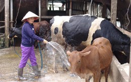 Chăn nuôi Việt Nam liên kết lỏng lẻo, phụ thuộc nhiều vào nhập khẩu