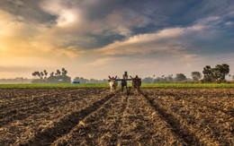 Thiếu mưa tại quốc gia quan trọng này đang khiến nguồn cung gạo thế giới đối mặt rủi ro