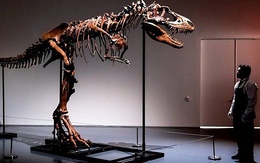 Giới siêu giàu bị chỉ trích vì sở thích 'chơi' hóa thạch khủng long
