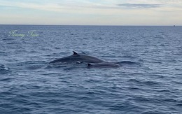 CLIP: Đàn cá voi xanh liên tục xuất hiện ở vùng biển Bình Định