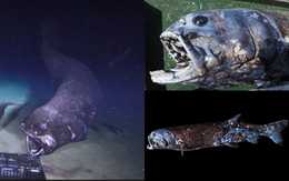 "Đại vương" săn mồi của vùng biển Nhật: Thân hình "bé bự", thống trị dưới độ sâu 2.000 mét nước