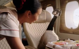 Đại sứ thương hiệu mới của hãng hàng không Emirates gây bão vì quá khác biệt