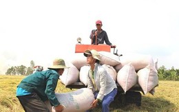 Ấn Độ hạn chế xuất khẩu gạo: Doanh nghiệp, nông dân Việt Nam sẽ trúng giá?