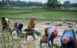 Không kém dầu hay khí đốt, loại lương thực quan trọng số một thế giới này cũng đang nằm giữa vòng xoáy tăng giá