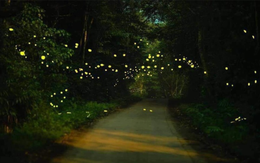 Vườn quốc gia Cúc Phương hóa ‘xứ thần tiên’ khi đêm về bởi vũ điệu của đom đóm