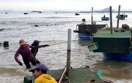 Dân Phú Yên hối hả vớt cả triệu con tôm hùm giống chạy bão số 4
