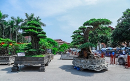 Những siêu cây cảnh hàng chục tỷ "hội ngộ" tại Bắc Ninh