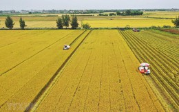 Một sản phẩm nông nghiệp của Việt Nam xuất khẩu cao kỷ lục, đạt 2 tỷ USD trong 7 tháng