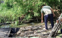 Nông dân Hậu Giang phấn khởi khi giá mía bán chục cao kỷ lục