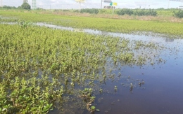 Nhiều ruộng rau màu ở Tiền Giang mất trắng do ngập úng