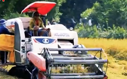Vượt qua Thái Lan, giá gạo Việt Nam dẫn đầu thế giới