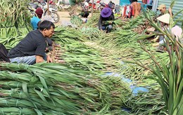 Thương lái nườm nượp đổ về làng hoa lay ơn lớn nhất nước dịp Tết