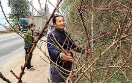 Săn đào xuyên biên giới