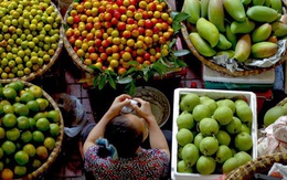 Nông sản Việt rộng đường sang Trung Quốc