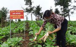 Lô củ cải muối Việt đầu tiên xuất Nhật, thu nhập nông dân tăng gấp 4 lần